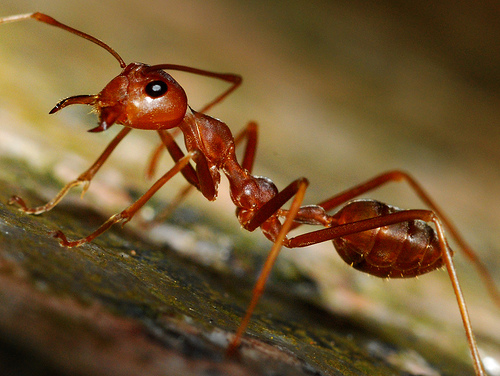 صور عن نمل النار الأحمر اللاسع في المنزل Red Fire Ants At Home-عالم الصور